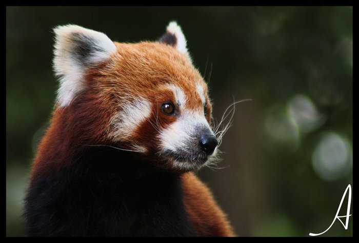 Red_Panda_03_by_alannahILY (700x474, 57Kb)