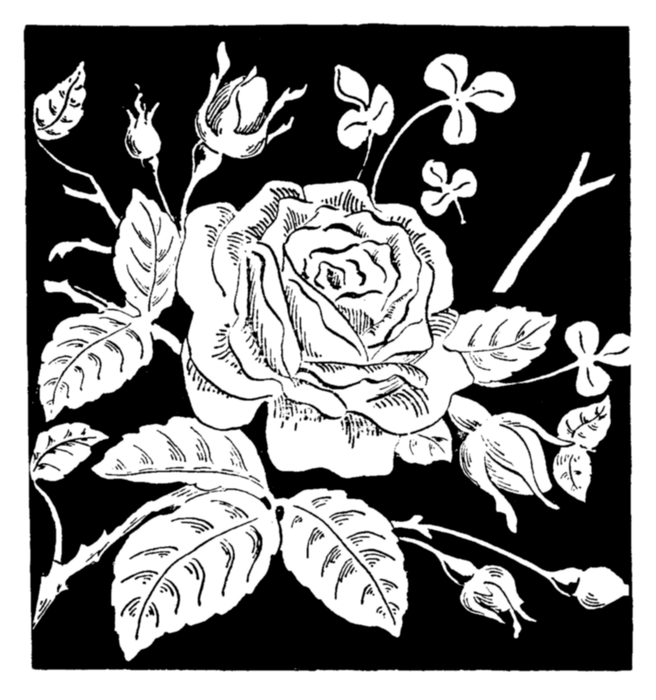 roses018 (656x700, 278Kb)