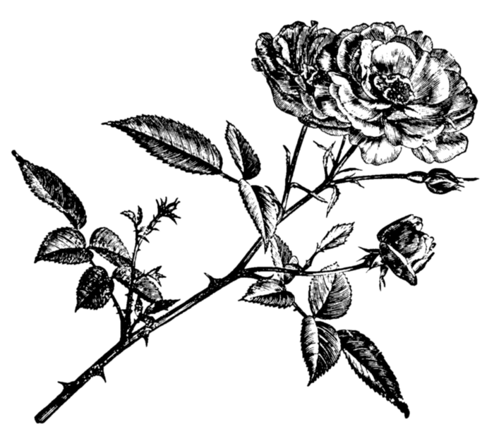 roses019 (700x625, 268Kb)