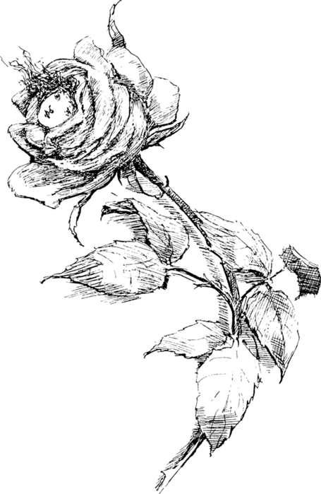 roses030 (455x700, 212Kb)
