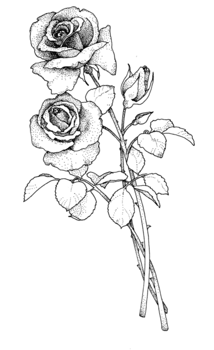 roses076 (428x700, 81Kb)