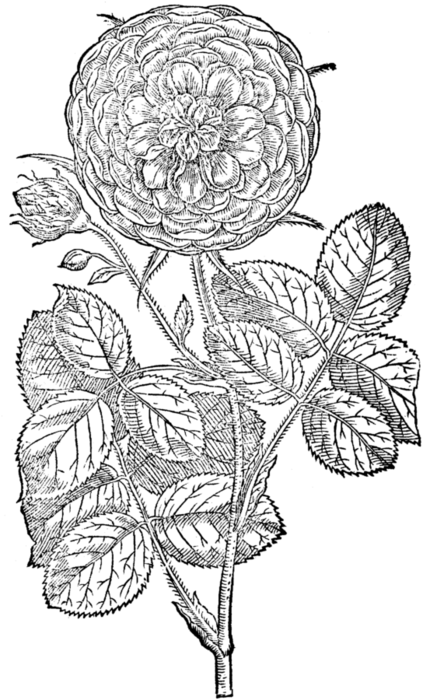 roses077 (423x700, 186Kb)