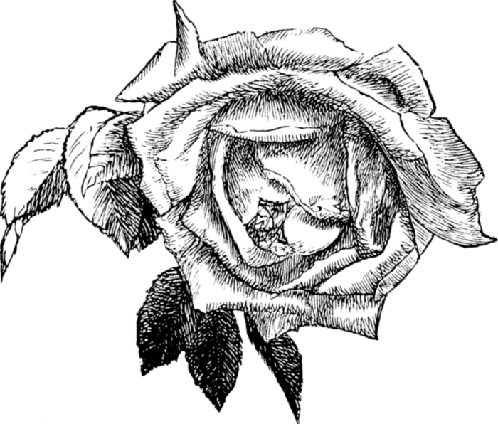 roses081 (700x596, 204Kb)