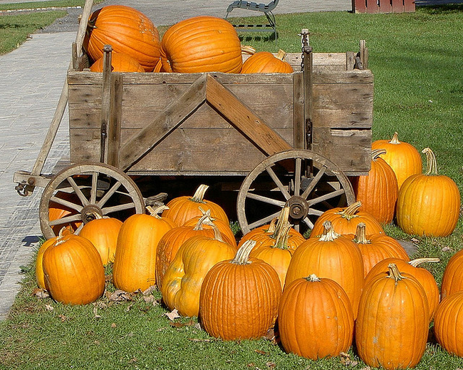 Pumpkin Wagon Ride  Flickr - Photo Sharing! (650x519, 945Kb)