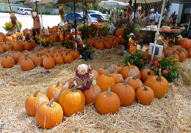 Pumpkin Patch  Flickr - Photo Sharing! (650x451, 826Kb)