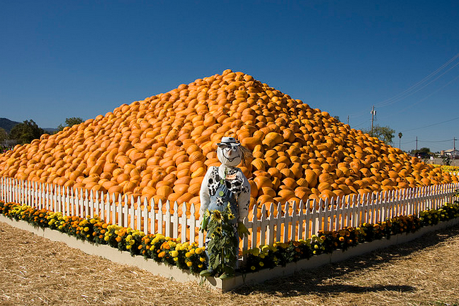 Pumpkin pyramid  Flickr - Photo Sharing! (650x434, 614Kb)