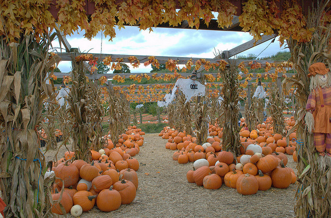 Pumpkin Grove  Flickr - Photo Sharing! (650x428, 756Kb)
