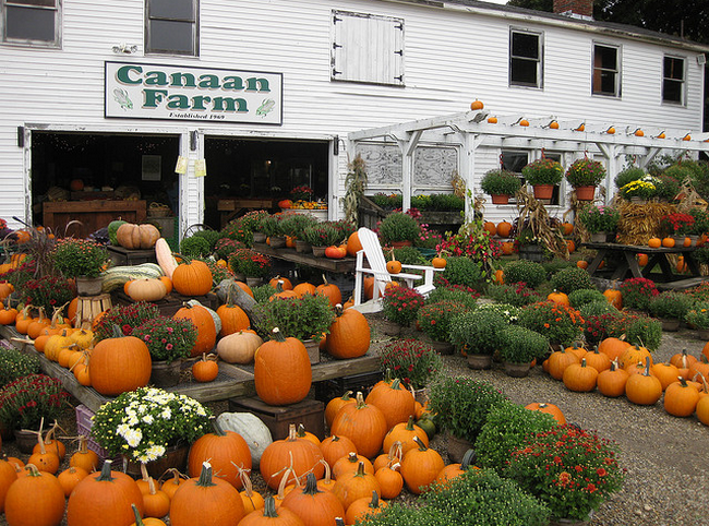 Pumpkins at Canaan Farm  Flickr - Photo Sharing! (650x482, 813Kb)