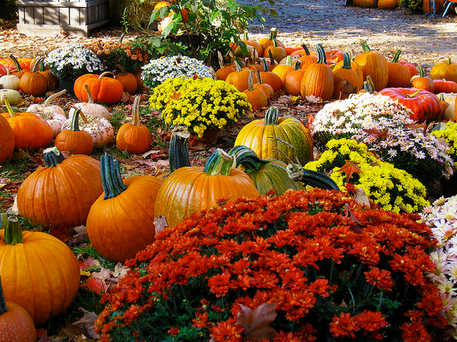 Pick Your Pumpkin  Flickr - Photo Sharing! (650x487, 840Kb)