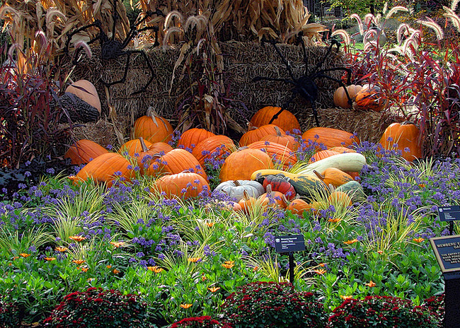 Pumpkin Patch  Flickr - Photo Sharing! (650x464, 836Kb)