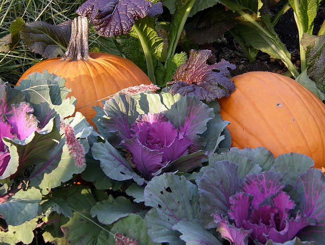 Pumpkins & Kale...  Flickr - Photo Sharing! (650x490, 874Kb)