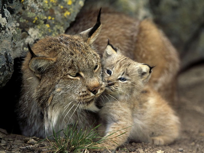 Lynx and Cub (700x525, 123Kb)