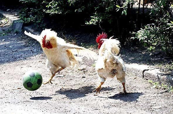 chicken-soccer (591x389, 99Kb)