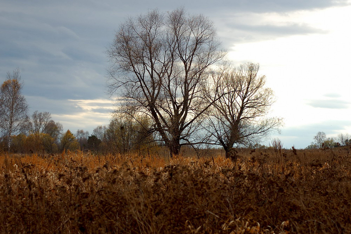 3392780_DSC_9591 (700x465, 327Kb)