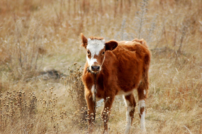 3392780_DSC_9595 (700x465, 99Kb)
