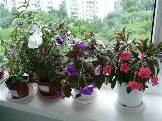 Ахименес цветок комнатный как ухаживать в домашних условиях фото