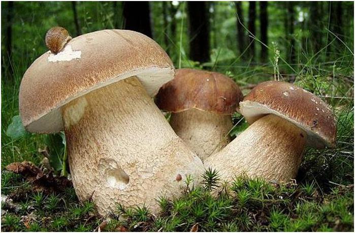 Лесные грибы на участке – да легко! Делимся секретами + фото огородных грибочков