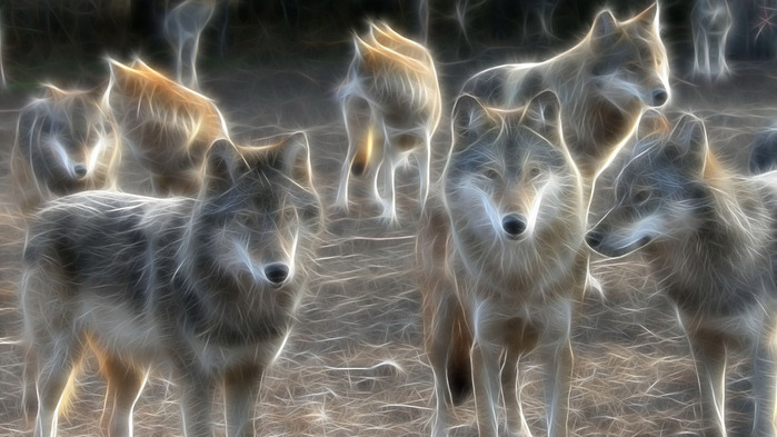 wolves-wallpaper-1366x768 (700x393, 97Kb)