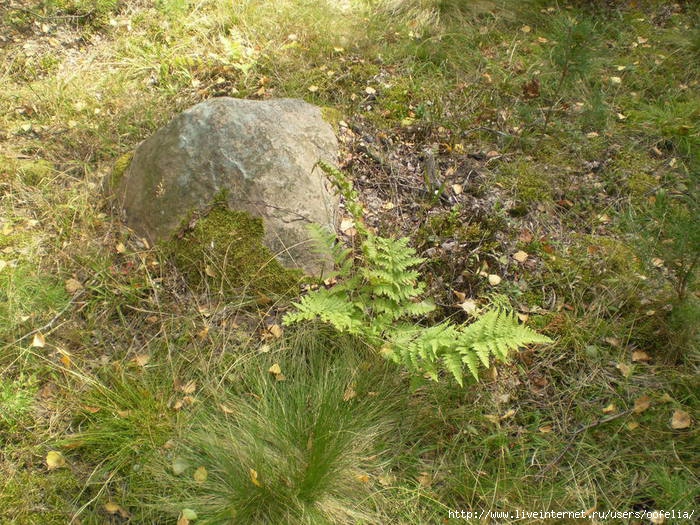 P1010060 (700x525, 334Kb)