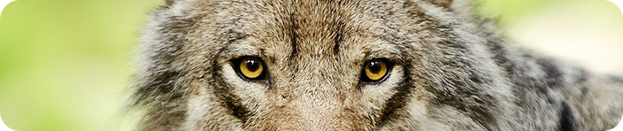the_magical_eyes_of_a_wolf_by_picturebypali-d37806p (700x148, 230Kb)