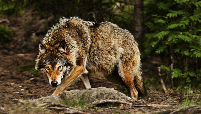 huge_wolf_by_picturebypali-d491pb2 (700x397, 125Kb)