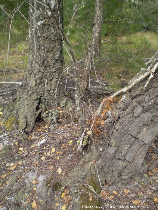 P1010068 (525x700, 424Kb)