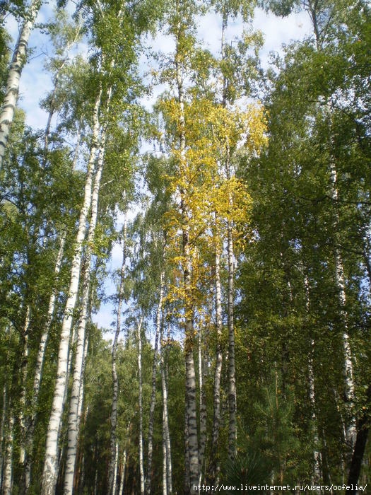 P1010067 (525x700, 355Kb)