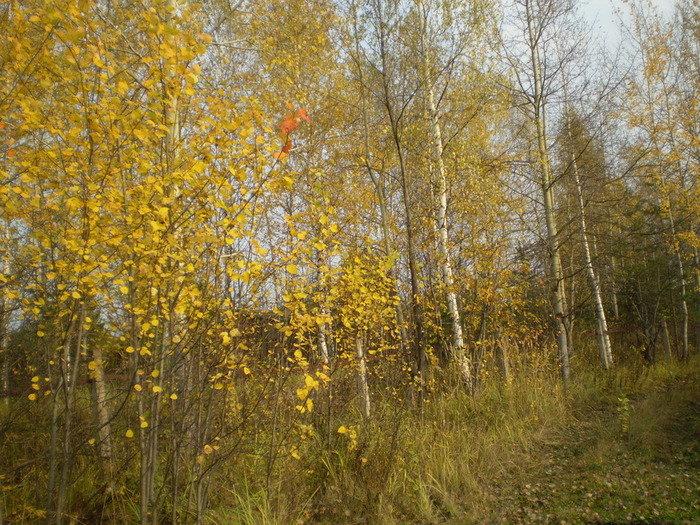 PA080274 (700x525, 225Kb)