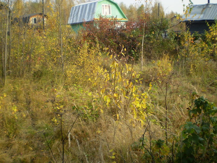 PA080279 (700x525, 122Kb)