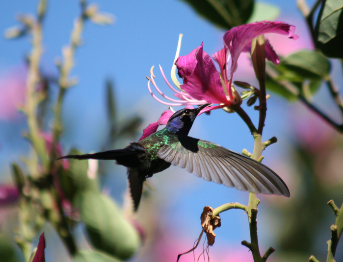 Swallow-tailed-Hummingbird-beside-a-Purple-orchid-tree (700x535, 170Kb)