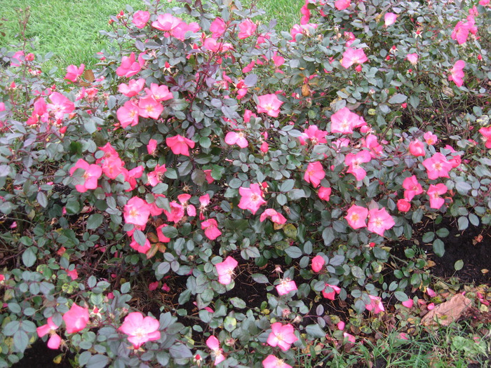 IMG_6546 (700x525, 227Kb)