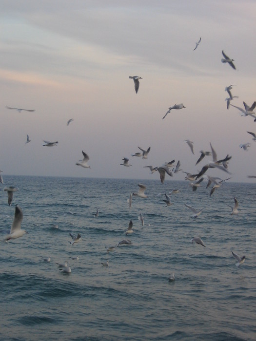 35011008_IMG_5529 (525x700, 69Kb)