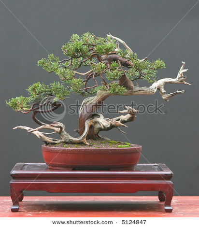 stock-photo-sabina-juniper-bonsai-5124847 (412x470, 78Kb)