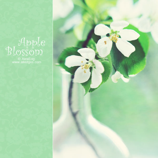 apple_blossom_by_AlexEdg (600x600, 62Kb)