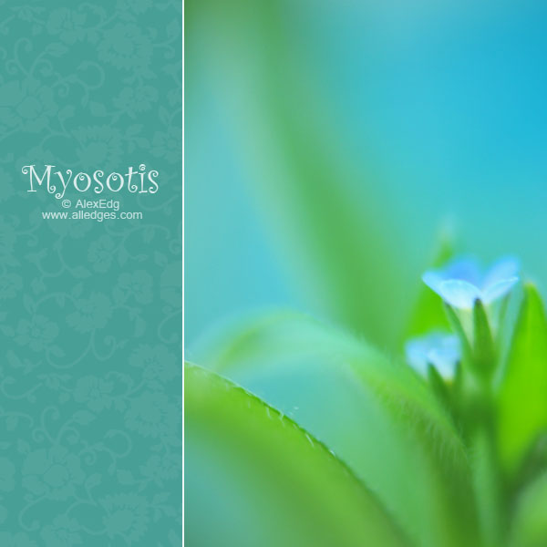 Myosotis_by_AlexEdg (600x600, 46Kb)