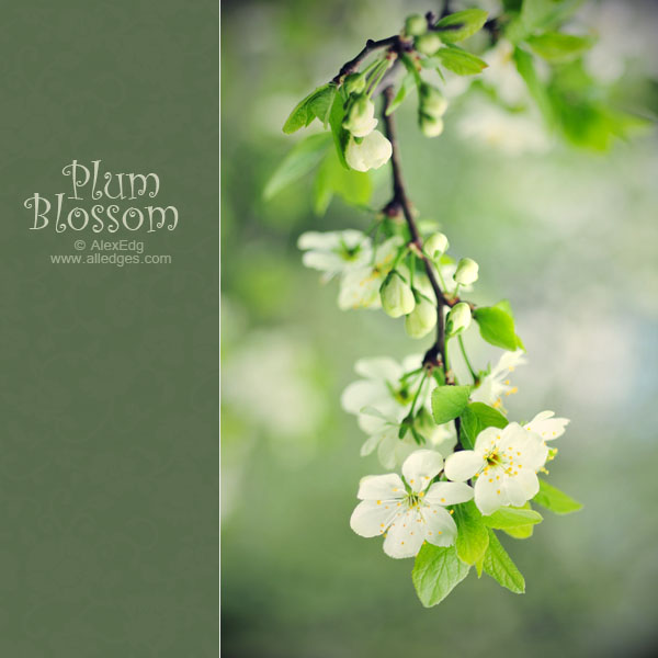 Plum_Blossom_by_AlexEdg (600x600, 65Kb)