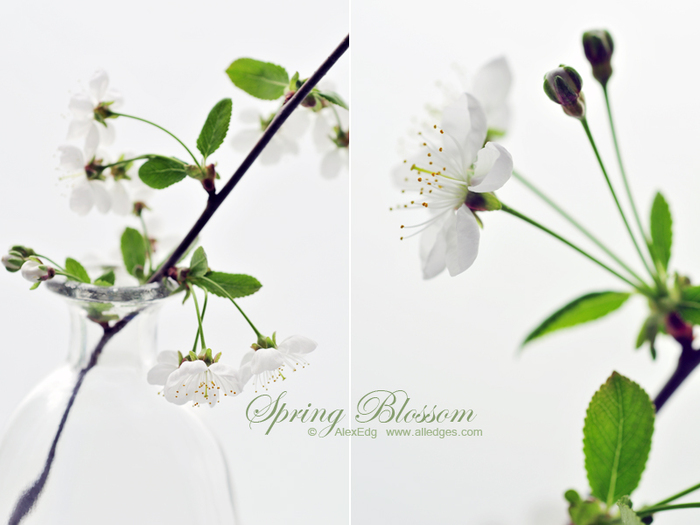 Spring_Blossom_by_AlexEdg (700x525, 194Kb)