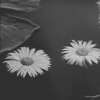 ba_1 (100x100, 92Kb)