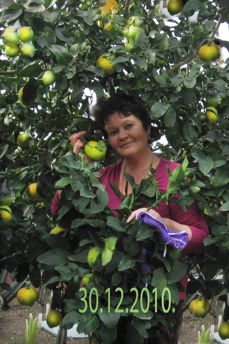 limonu3rejut (233x350, 71Kb)