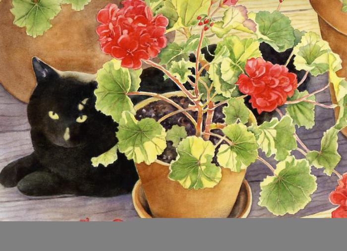 black_cat_geraniums-758x548 (700x506, 62Kb)