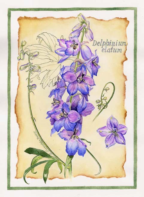 delphinium_botanical2 (481x658, 56Kb)