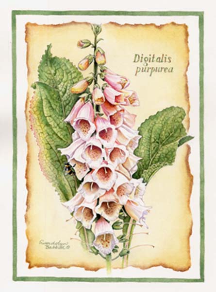 foxglove_botanical3 (445x600, 42Kb)