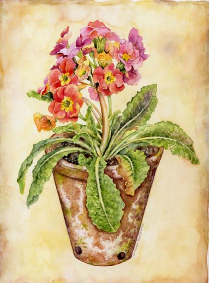 peach_auricula_primrose_in_pot2 (412x558, 43Kb)