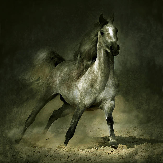 WojtekKwiatkowski12 (680x680, 96Kb)