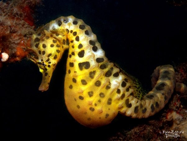 1290622703_seahorse002 (602x454, 44Kb)