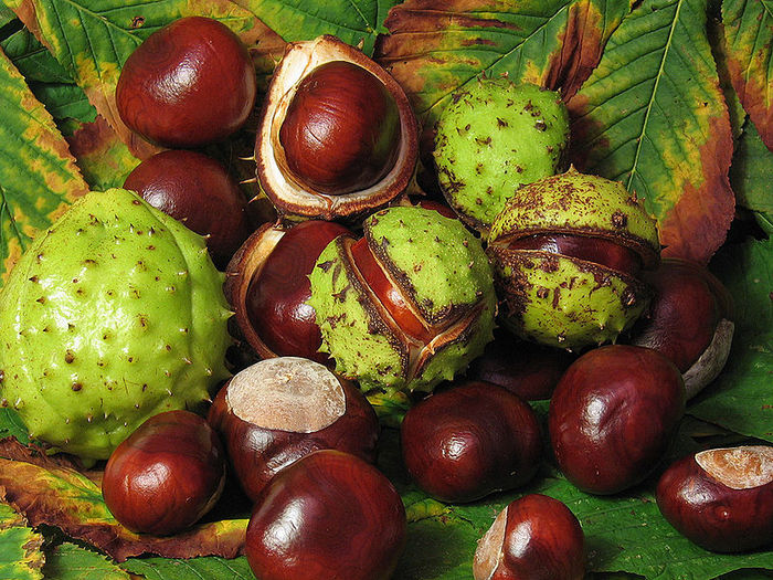 800px-Aesculus_hippocastanum_fruit (700x525, 139Kb)