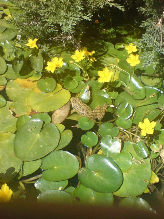 DSC01495 (525x700, 82Kb)