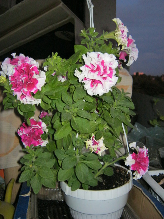 IMG_0207 (525x700, 112Kb)