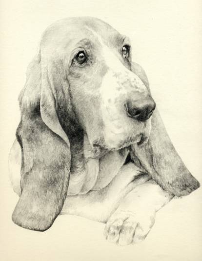 bassett-hound1 (414x535, 32Kb)