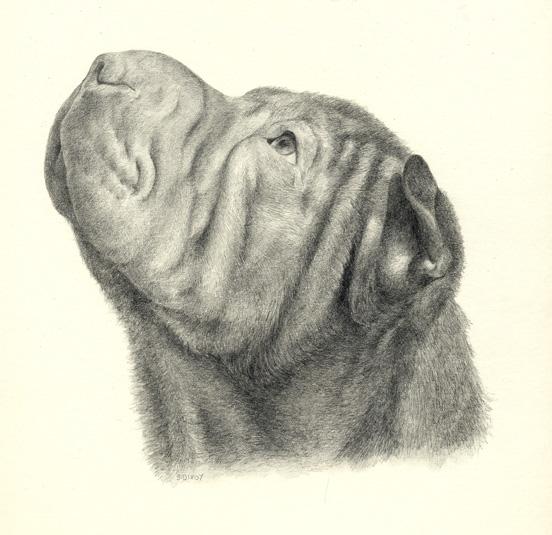 sharpei1 (552x535, 47Kb)